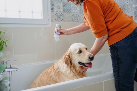 VIRBAC ALLERDERM szampon dla skóry wrażliwej psów i kotów 250ml
