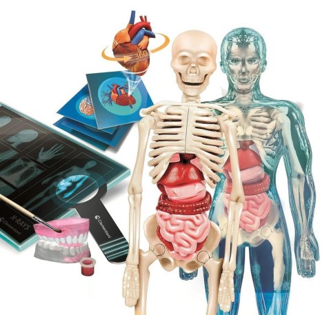 Zestaw Clementoni - Super anatomia
